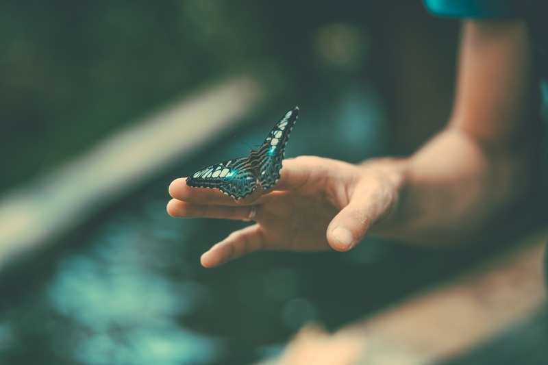 closeup of a blue butterfly perched on a persons hand