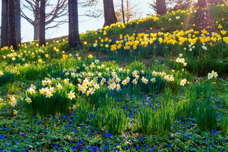 wooded field of white and yellow daffodils