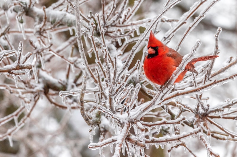 bright red cardinal perched on an icy, leafless bush