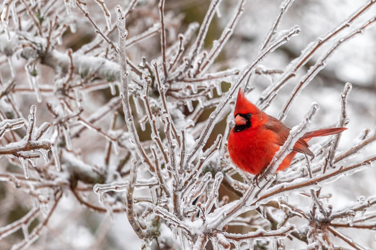 bright red cardinal perched on an icy, leafless bush