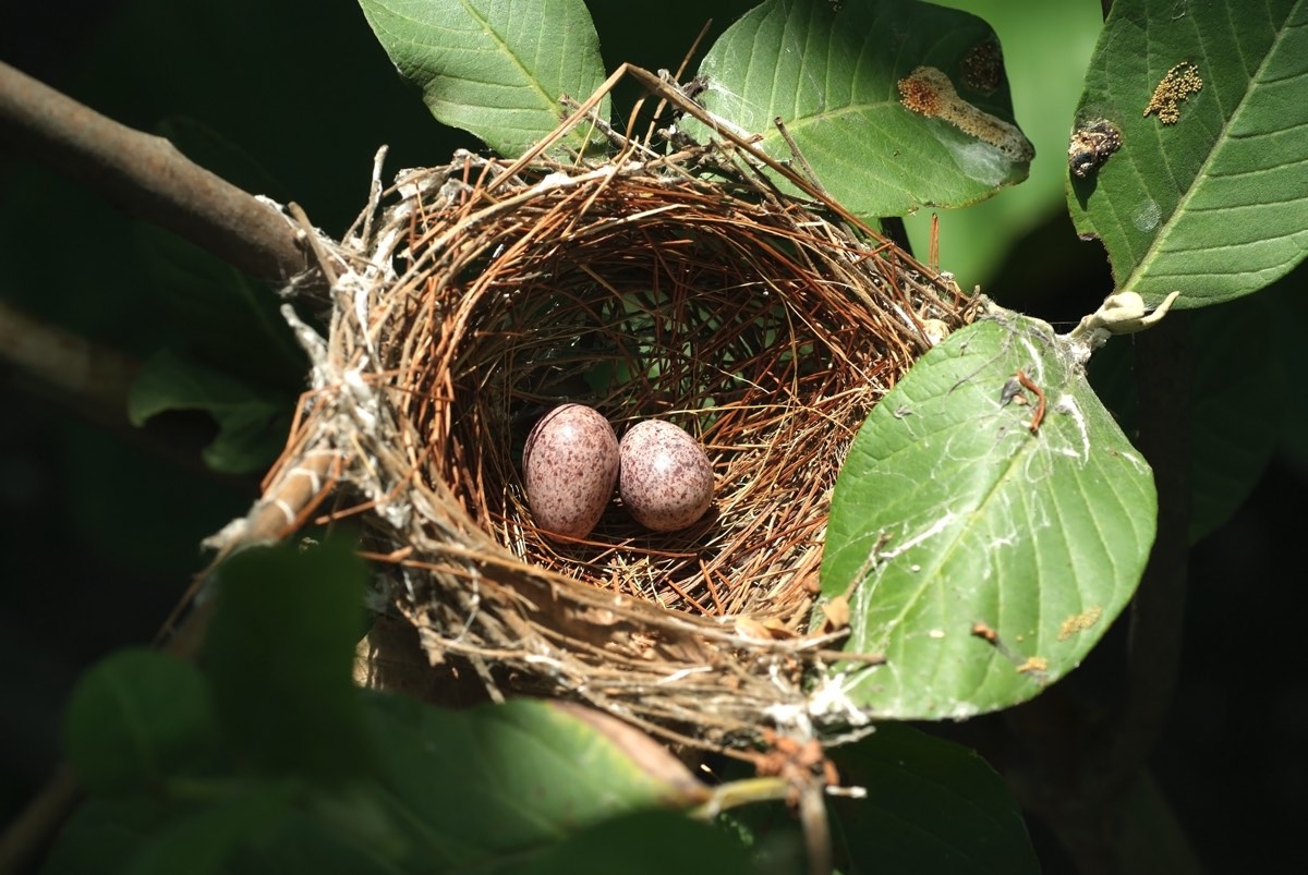 two birds eggs in a nest on a tree branch