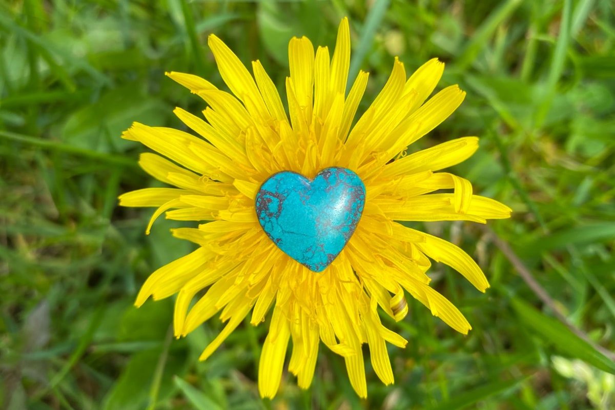 a turquoise heart shaped rock in the middle of a dandelion
