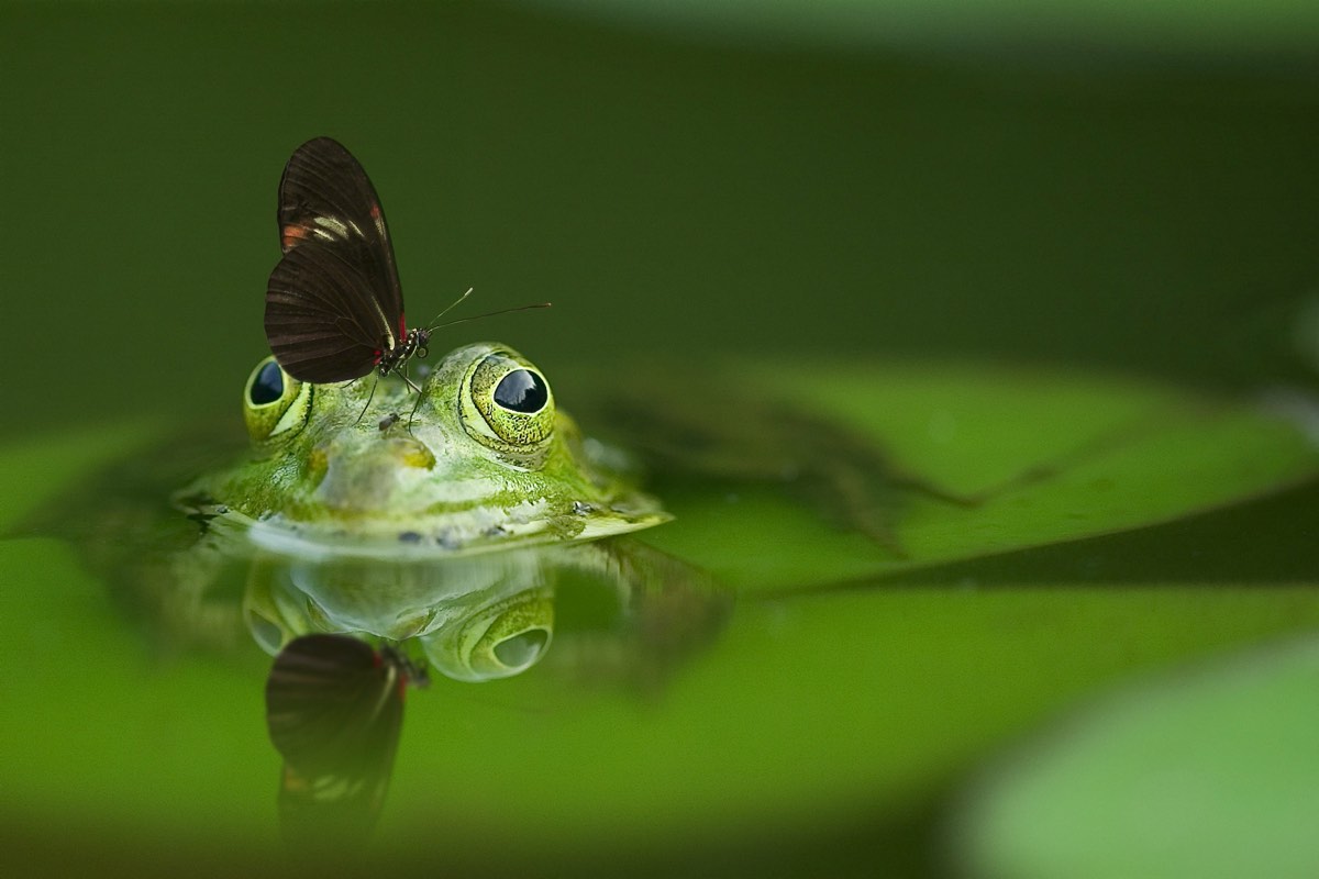 frog peeking out of pond with butterfly resting between its eyes