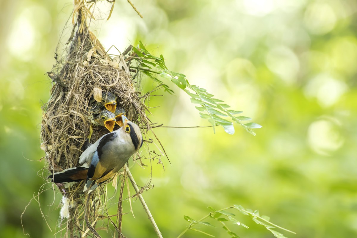 momma bird feeding a hanging nest of baby birds