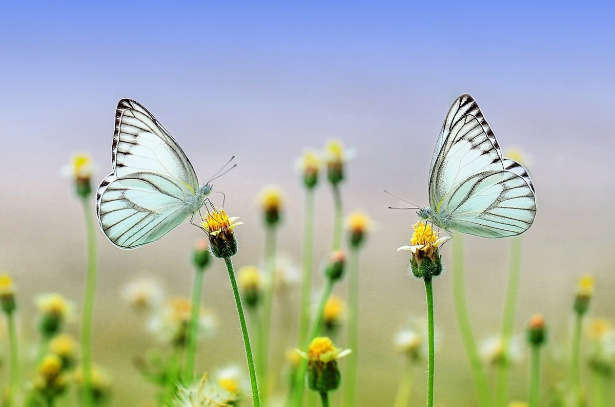 two pale blue butterflies on early dandelion stems