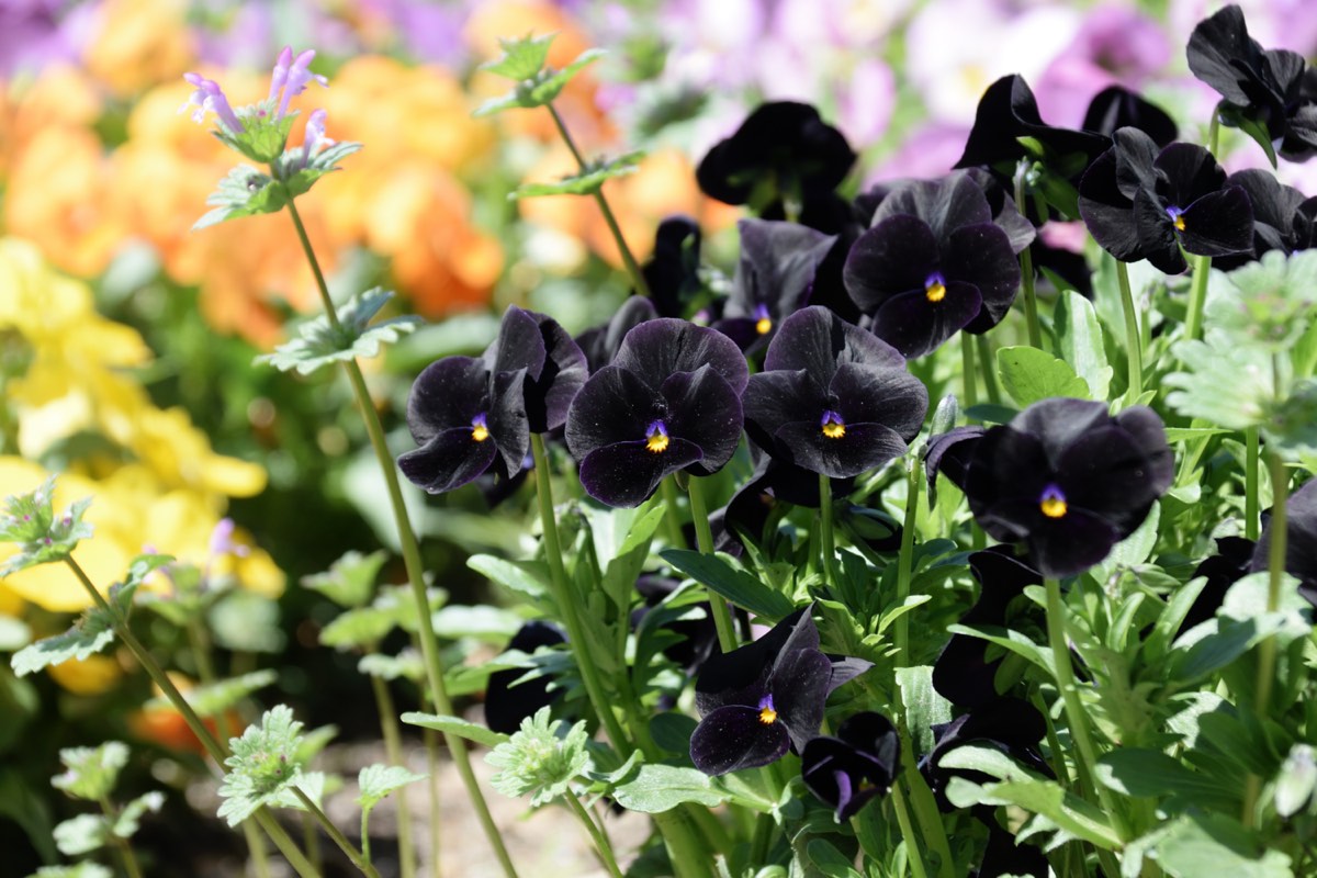 black pansies with other colorful flowers faded out in background
