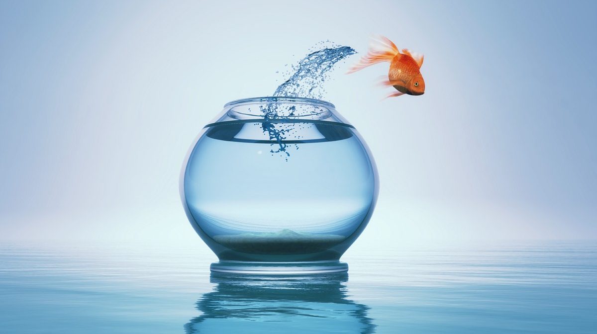 goldfish jumping out of a fish bowl into open water