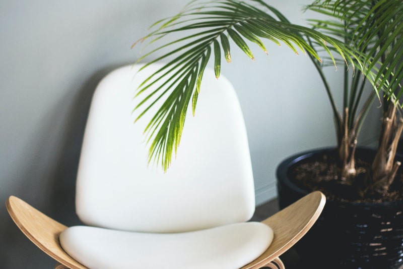 modern white chair with an indoor palm plant in black pot