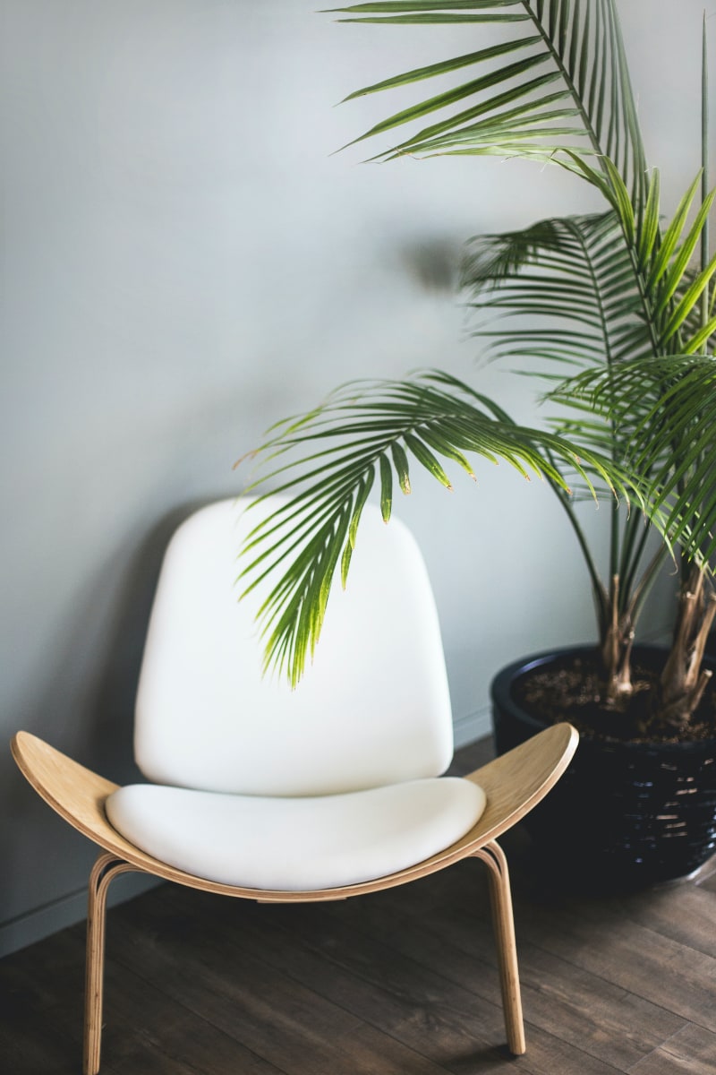 modern white chair with an indoor palm plant in black pot