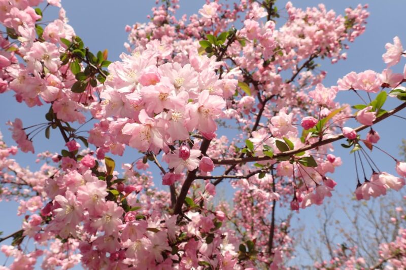 close up of tree full of cherry blossoms white a blue sky peaking through